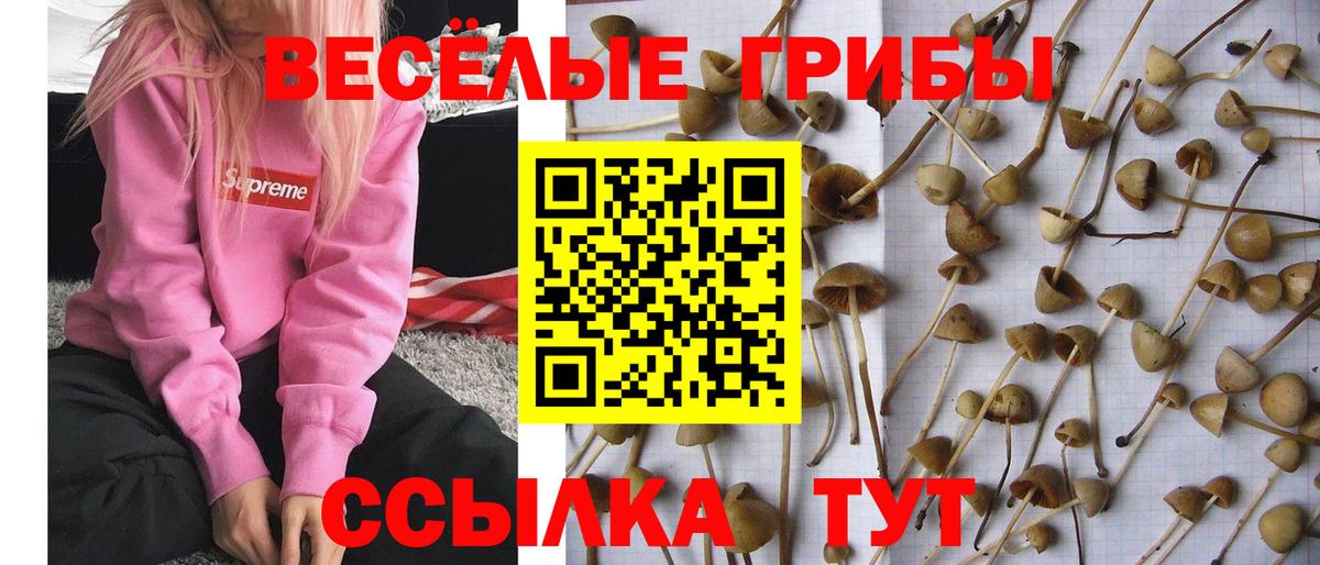 Псилоцибиновые грибы Psilocybine cubensis  Вход с VPN  Зерноград 